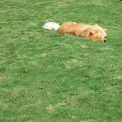 Dog Tuff™ Grass Plugs -Plant Finder Shop dog tuff grass hblb870 with dog