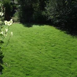 Dog Tuff™ Grass Plugs -Plant Finder Shop dog tuff grass plug lawn