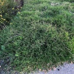 Dog Tuff™ Grass Plugs -Plant Finder Shop dog tuff grass plugs close