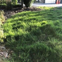 Dog Tuff™ Grass Plugs -Plant Finder Shop dog tuff grass plugs dog friendly grass