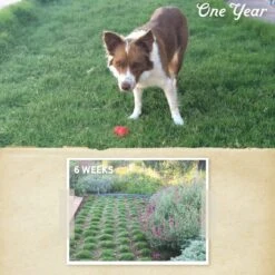 Dog Tuff™ Grass Plugs -Plant Finder Shop dogtuff before after