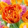 Sunlover Double Late Tulip -Plant Finder Shop double late tulip sunlover orange cropped