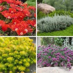 Drought Resistant Groundcover Collection -Plant Finder Shop drought resistant groundcover coll 10 15 24