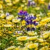 Native Dry Area Wildflower Seed Mix -Plant Finder Shop dry area native mix wildflowers meadow