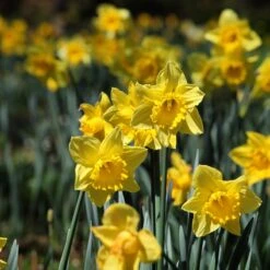 Dutch Master Trumpet Daffodil 5 Dutch Master Trumpet Daffodil -Plant Finder Shop dutch master trumpet daff 2