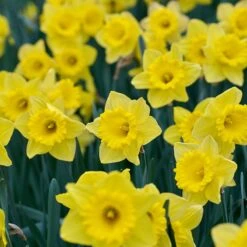 Dutch Master Trumpet Daffodil 6 Dutch Master Trumpet Daffodil -Plant Finder Shop dutch master trumpet daff 3
