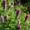 Dwarf Leadplant (Amorpha) -Plant Finder Shop dwarf leadplant amorpha amorpha nana flowers