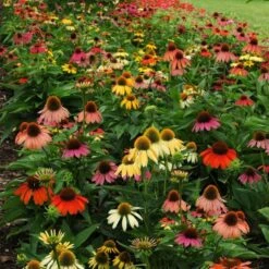 Cheyenne Spirit Echinacea -Plant Finder Shop echinacea cheyenne spirit 600