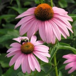 Summer Dreams Pre-Planned Garden -Plant Finder Shop echinacea magnus walters garden cropped 1 1