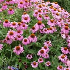 Echinacea Purpurea -Plant Finder Shop echinacea purpurea purple coneflower 3