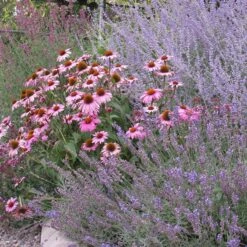 Echinacea Purpurea -Plant Finder Shop echinacea purpurea purple coneflower 4