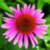 Ruby Star Echinacea -Plant Finder Shop echinacea rubinstern ruby star coneflower