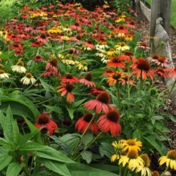 Plant Finder Shop -Plant Finder Shop echinacea cheyenne spirit hbl8jxx