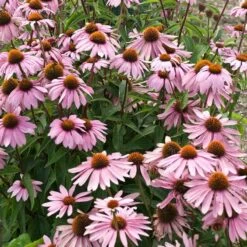 Magnus Echinacea -Plant Finder Shop echinacea magnus garden flowers 1