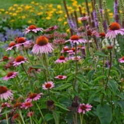 Magnus Echinacea -Plant Finder Shop echinacea magnus garden 1