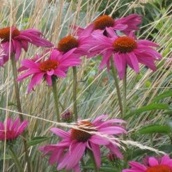 Ruby Star Echinacea -Plant Finder Shop echinacea purpurea rubinstern sq