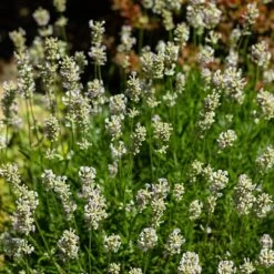 Edelweiss Lavender 9 Edelweiss Lavender -Plant Finder Shop edelweiss lavender