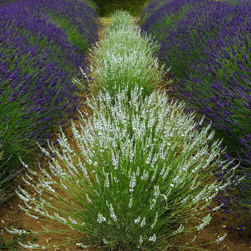 Edelweiss Lavender 3 Edelweiss Lavender