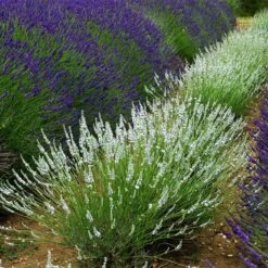 Edelweiss Lavender 8 Edelweiss Lavender -Plant Finder Shop edelweiss lavender pale lavender spikes 1