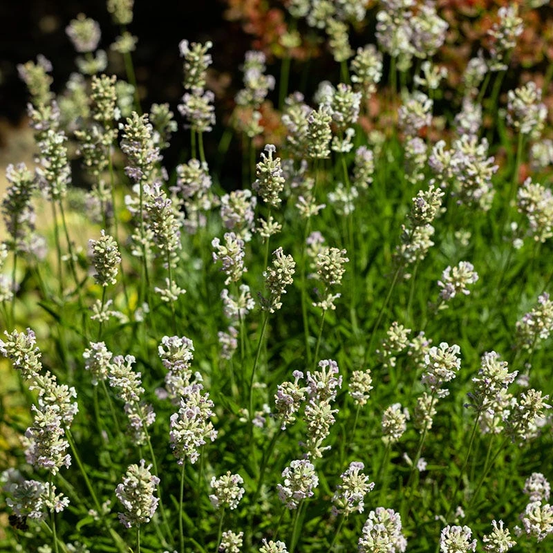 Edelweiss Lavender 6 Edelweiss Lavender - Image 4