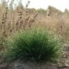 Eilers Beauty™ Fescue Grass