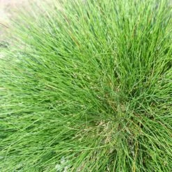 Eilers Beauty™ Fescue Grass 7 Eilers Beauty™ Fescue Grass -Plant Finder Shop eilers beauty fescue grass 3
