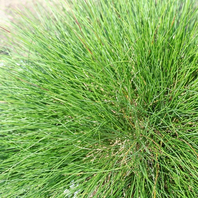 Eilers Beauty™ Fescue Grass 5 Eilers Beauty™ Fescue Grass - Image 3