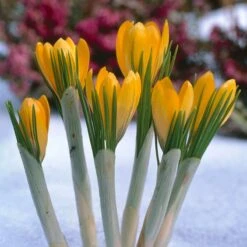 Yellow Mammoth Dutch Crocus 11 Yellow Mammoth Dutch Crocus -Plant Finder Shop elbo12578 crocus yellow mammoth cropped
