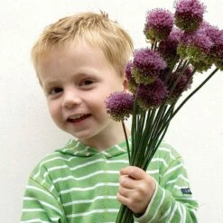 Drumstick Allium -Plant Finder Shop elbo37035 allium drunstick cropped