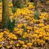 Yellow Mammoth Dutch Crocus
