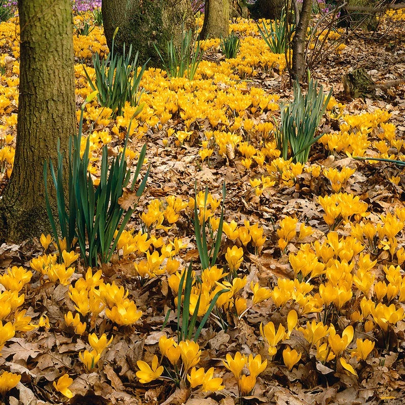 Yellow Mammoth Dutch Crocus 3 Yellow Mammoth Dutch Crocus