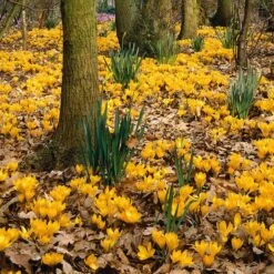 Magic Carpet Bulb Collection -Plant Finder Shop elbo44859 crocus yellow mammoth sq