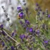 Buena Vista English Lavender 1 Buena Vista English Lavender -Plant Finder Shop emmis oure lavandula buena vista flower