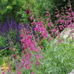 Coconino County Desert Penstemon 17 Coconino County Desert Penstemon -Plant Finder Shop emmis oure penstemon coconino county 3 cropped 1