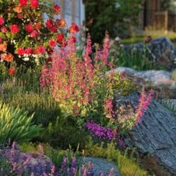 Coconino County Desert Penstemon 12 Coconino County Desert Penstemon -Plant Finder Shop emmis oure penstemon coconino county 6 cropped 1