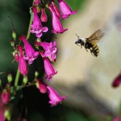 Coconino County Desert Penstemon 14 Coconino County Desert Penstemon -Plant Finder Shop emmis oure penstemon coconino county with bee cropped 1