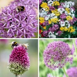 Endless Allium Bulb Collection -Plant Finder Shop endless allium bulb collection 8 16 24