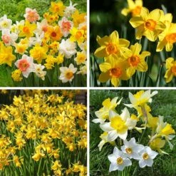 Endless Daffodil Bulb Collection -Plant Finder Shop endless daffodil bulb coll fy26