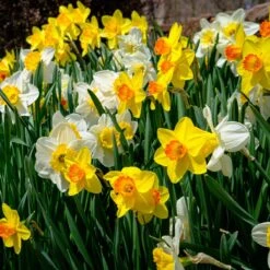 Endless Daffodil Bulb Collection -Plant Finder Shop endless daffodil sq