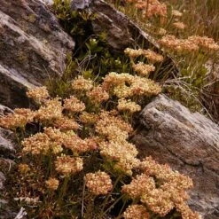 Arrowleaf Buckwheat -Plant Finder Shop eriogonum compositum fall color