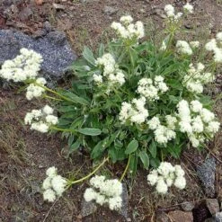 Arrowleaf Buckwheat -Plant Finder Shop eriogonum compositum flowering