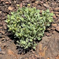 Arrowleaf Buckwheat -Plant Finder Shop eriogonum compositum foliage