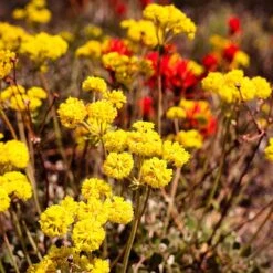 FireSmart Collection - Zone 3 -Plant Finder Shop eriogonum umbellatum1 2