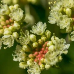 Sulphur-flower Buckwheat 11 Sulphur-flower Buckwheat -Plant Finder Shop eriogonum umbellatum5