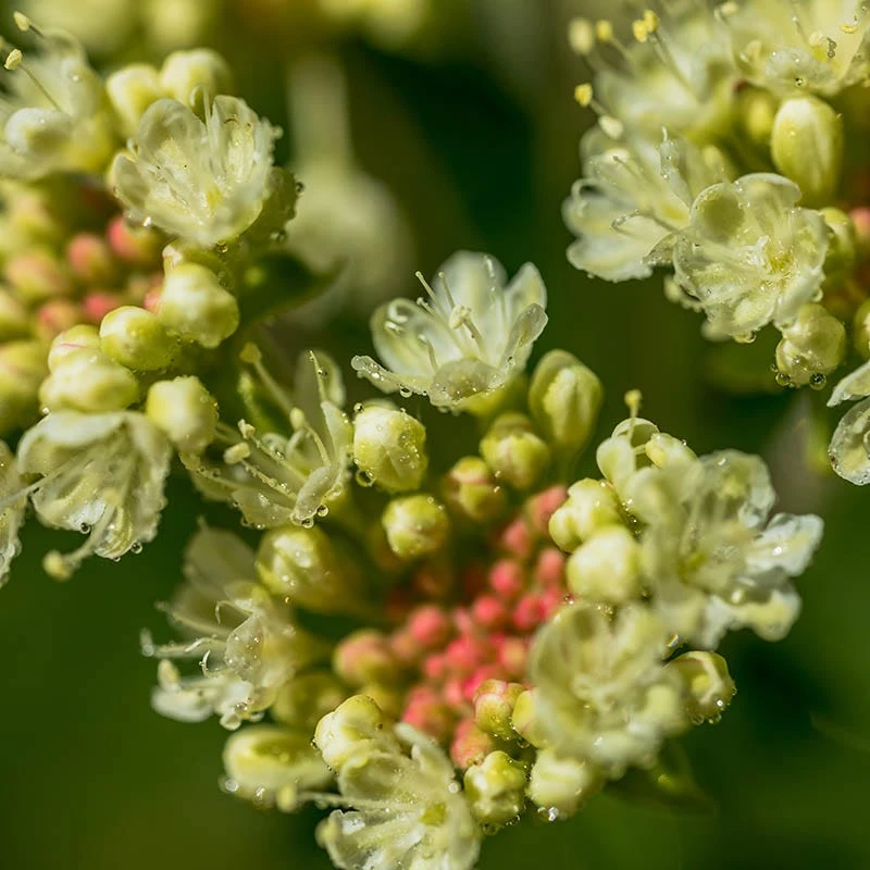 Sulphur-flower Buckwheat 7 Sulphur-flower Buckwheat - Image 5