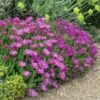 Cooper's Hardy Ice Plant -Plant Finder Shop eriogonum umbellatum delosperma cooperi dbg 1 2