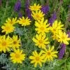 Takilma Gold Oregon Sunshine (Eriophyllum) -Plant Finder Shop eriophyllum lanatum takilma gold with salvia little night