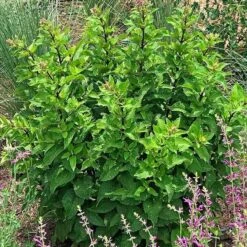 Red Dwarf Joe Pye Weed (Eupatorium) -Plant Finder Shop eupatorium maculatum red dwarf w