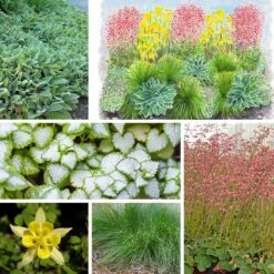 Fabulous Flowers & Foliage Shade Pre-Planned Garden 17 Fabulous Flowers & Foliage Shade Pre-Planned Garden -Plant Finder Shop fabulous flowers foliage collage