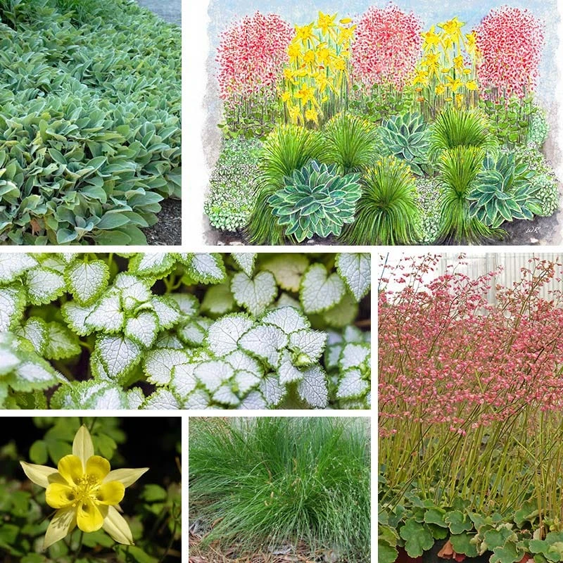 Fabulous Flowers & Foliage Shade Pre-Planned Garden 10 Fabulous Flowers & Foliage Shade Pre-Planned Garden - Image 8